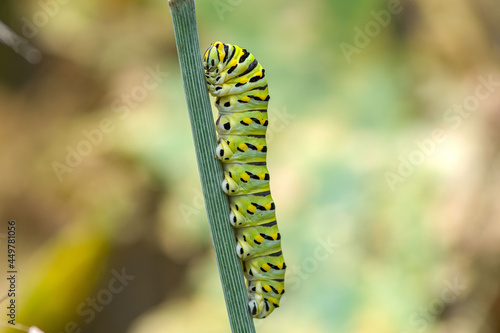 Catipiller