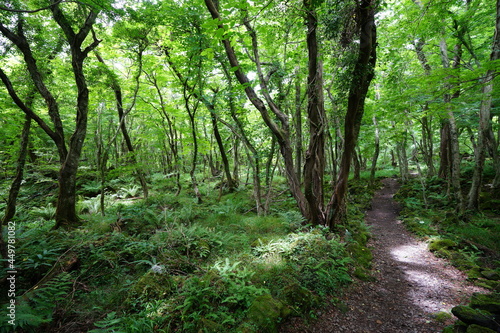 a fascinating summer forest in the sunlight