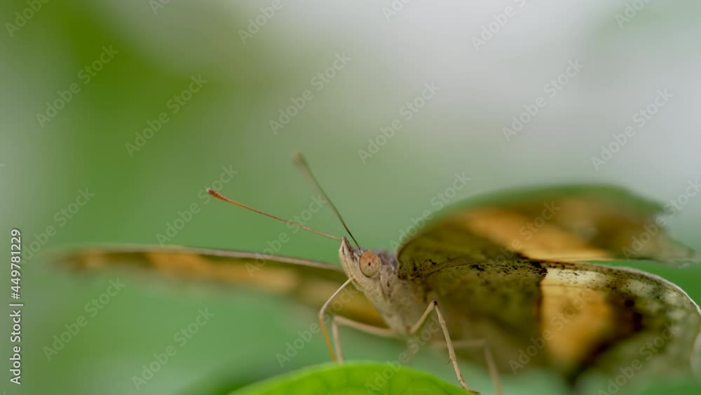 Extreme macro of wild yellow butterfly body resting on green leaf in wilderness Extreme macro of wild yellow butterfly body resting on green leaf in wilderness