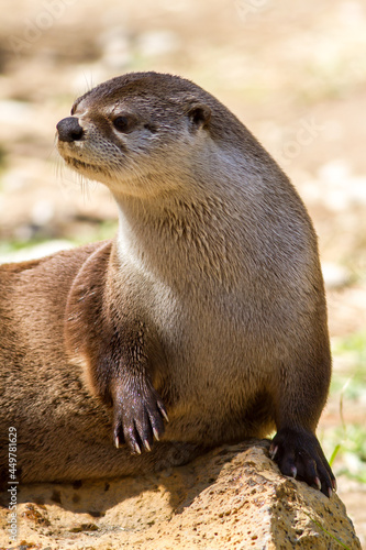 alert Oregon river otter