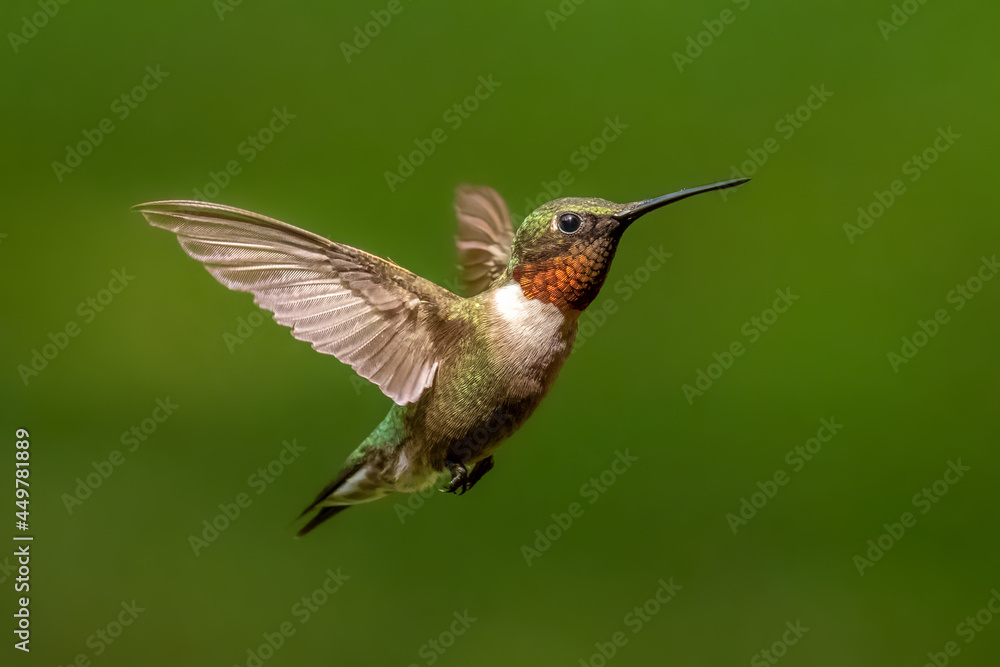 A male Ruby-throated Hummingbird (Archilochus, colubris) in flight. Tennessee.