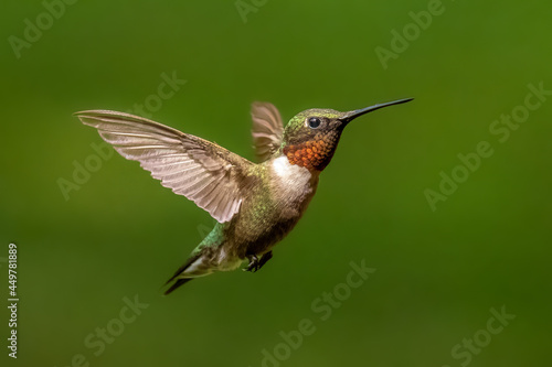 A male Ruby-throated Hummingbird (Archilochus, colubris) in flight. Tennessee. photo
