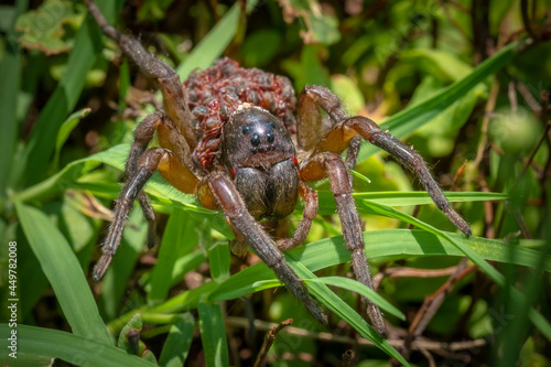 Front view of a large mother Wolf Spider carrying dozones of tiny babies on her back. Summer in Raleigh, North Carolina.