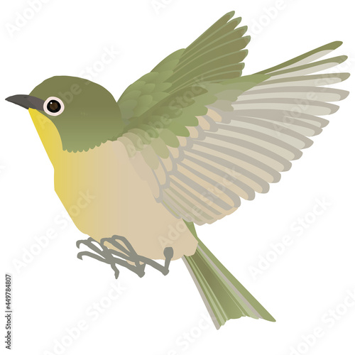 かわいい野鳥メジロのはばたく ベクターイラスト 