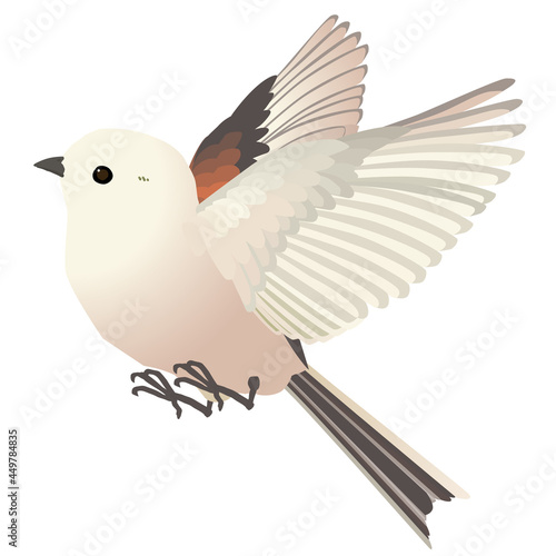 かわいい野鳥シマエナガのはばたく ベクターイラスト 