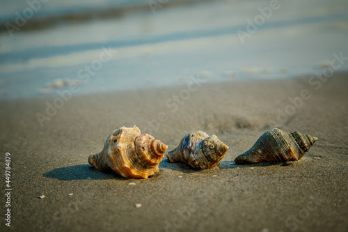 Valokuvatapetti Sand Snails on the Beach in Louisiana