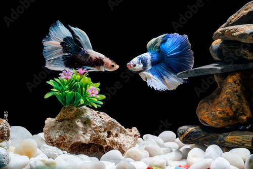 Siamese fighting fish,Betta splendens, 2 in a betta fish tank, Black background, Halfmoon Betta.