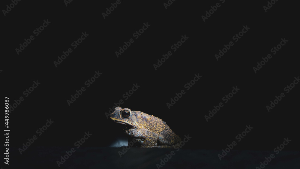 Naklejka premium Close up shot of a brownish color frog searching for food in the night