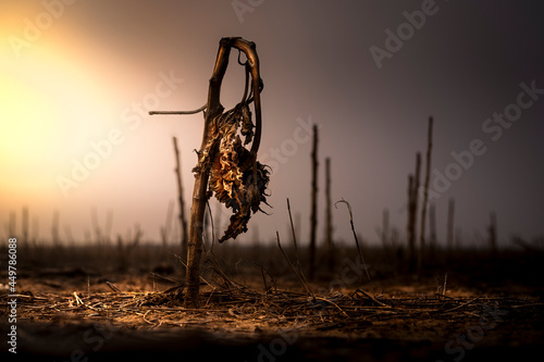 Dead, brown, sunflower in a fallow field at sunset. The scene is very apocalyptic, and feels like the end of the world. There entire scene is very dramatic, moody and barren. 
 photo