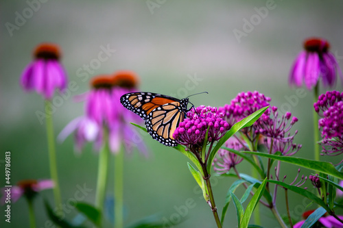 Macro abstract view of a monarch butterfly feeding on pink blossoms and buds of a swamp milkweed plant (asclepias incarnata), with defocused background photo