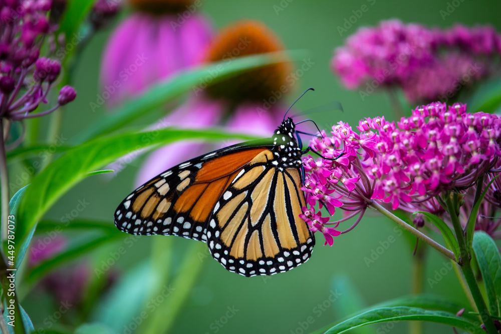 Obraz premium Macro abstract view of a monarch butterfly feeding on pink blossoms and buds of a swamp milkweed plant (asclepias incarnata), with defocused background