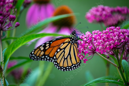 Macro abstract view of a monarch butterfly feeding on pink blossoms and buds of a swamp milkweed plant (asclepias incarnata), with defocused background