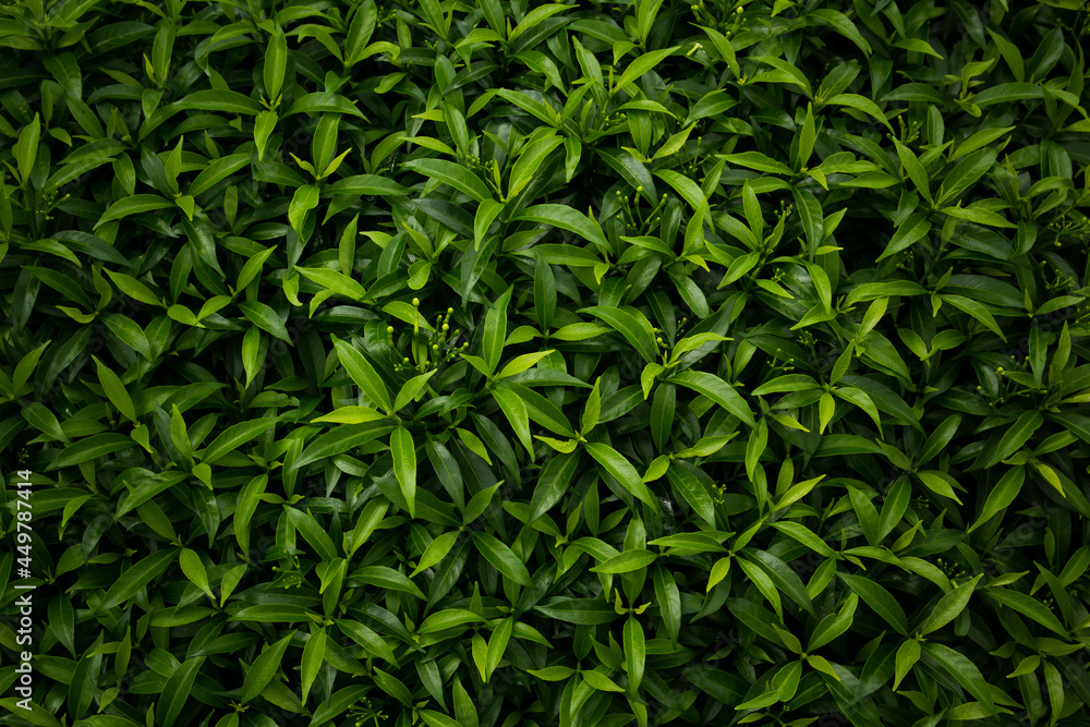 green leaves background green leaves background