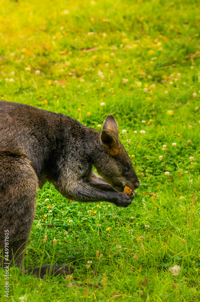 Wallaby Eating Apple