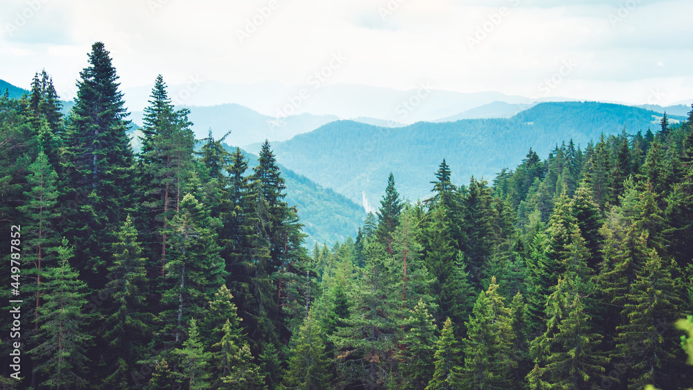 Mountain view at the pine forest covered hills.