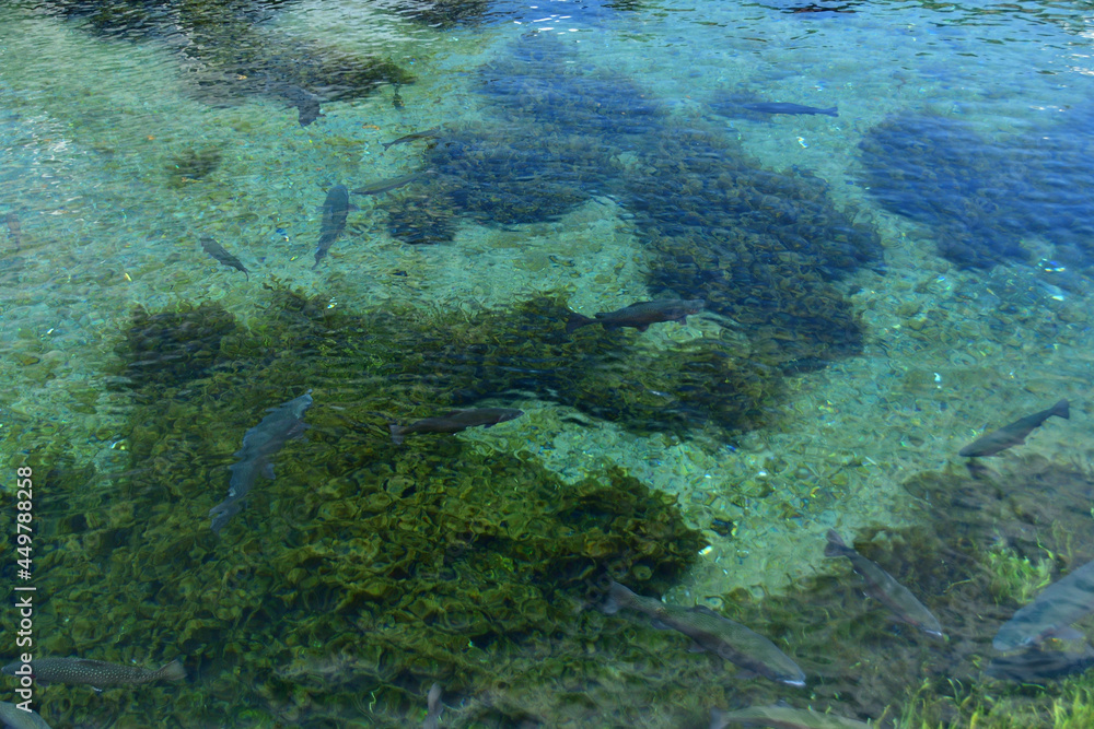 忍野八海と清流を泳ぐ鱒