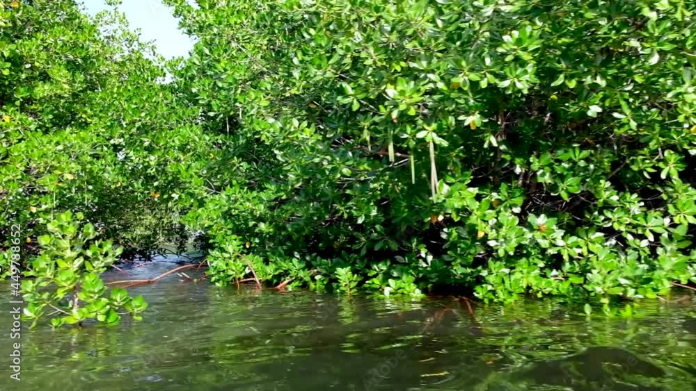 Passing mangroves, shrubs, trees, and coastal vegetation and out into the open ocean at intertidal zone on tropical island Pohnpei, Micronesia Passing mangroves, shrubs, trees, and coastal vegetation and out into the open ocean at intertidal zone on tropical island Pohnpei, Micronesia