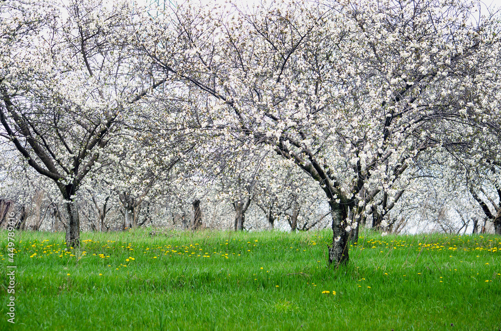 Fototapeta premium Springtime cherry trees in a Michigan USA orchard