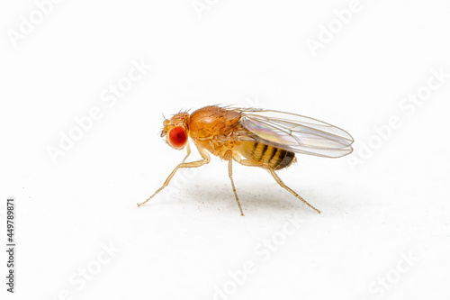 Exotic Drosophila Fruit Fly Diptera Parasite Insect on White Background