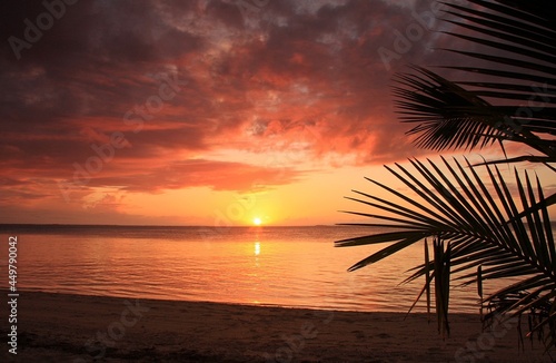 fiery sunset on beach with palm leaf in tonga