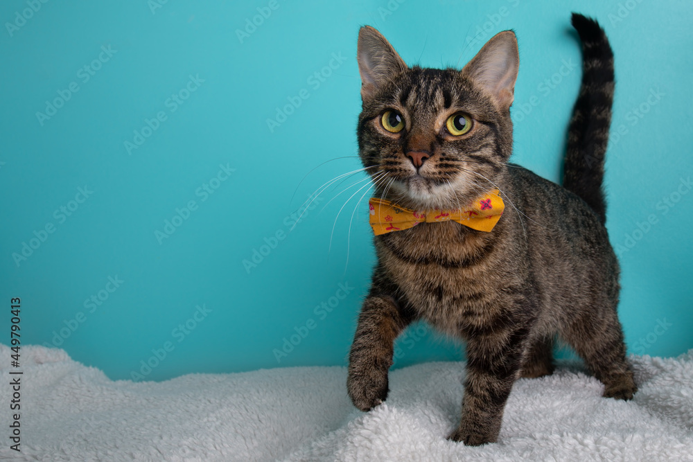 Tabby cat wearing orange flower bow tie
