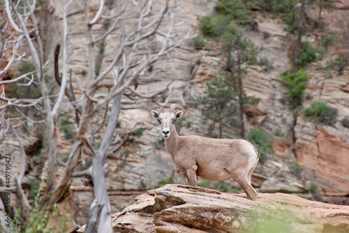 sheep in the mountains © Matt