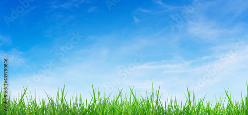 Green natural view of Green grass and blue sky in background.