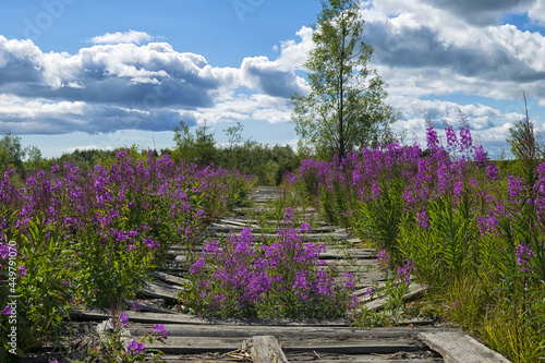 Force of nature. Nature always takes its course. Chamaenerion angustifolium blossom on the abandoned wooden walkway. Khabarovsk Krai, Okhotsky District. Far East, Russia. photo