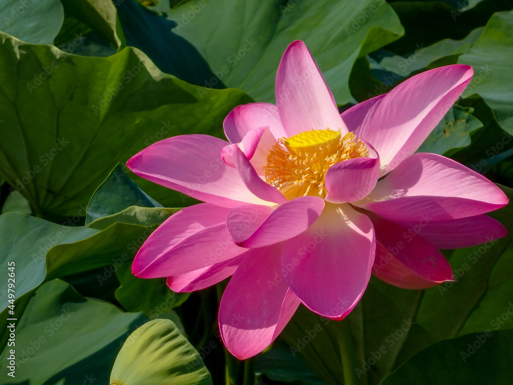 朝日に輝くハスの花 朝日に輝くハスの花