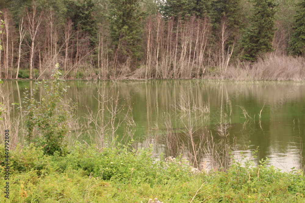 Marshland, Elk Island National Park, Alberta Marshland, Elk Island National Park, Alberta