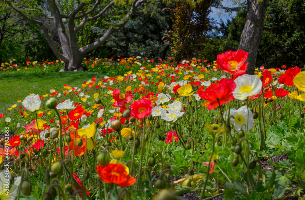 meadow of colorful poppies