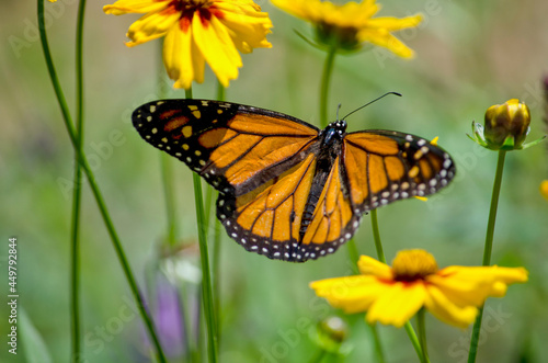 monarch in the meadow with pretty brown eyes susan flowers