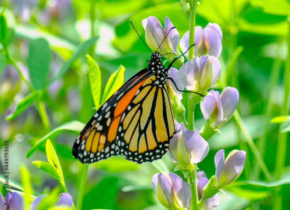 Fototapeta premium monarch climbs a delicate flower