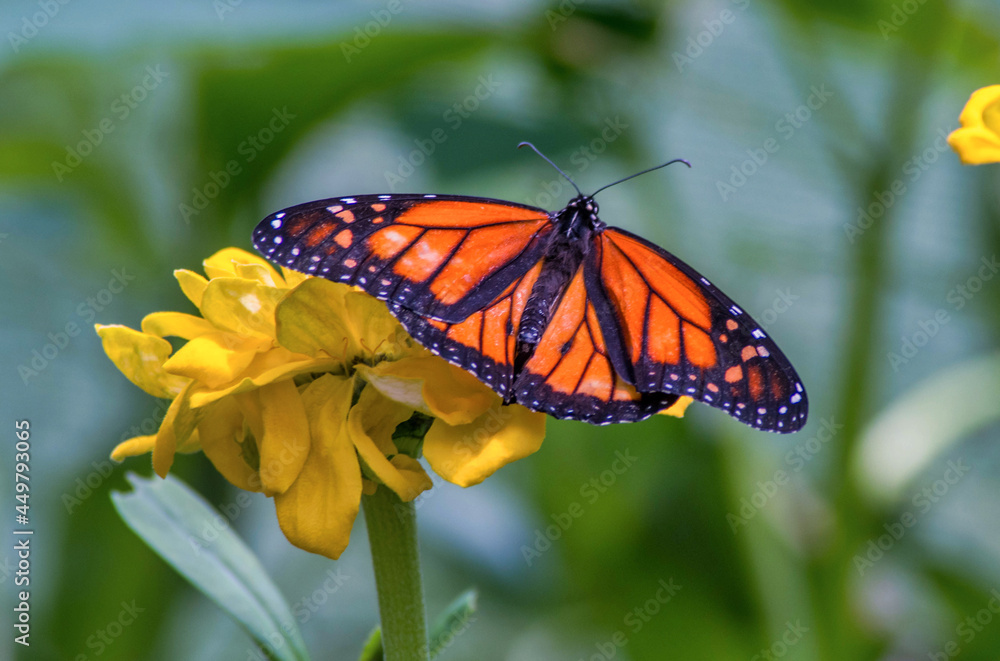 Fototapeta premium Monarch butterfly on a yellow flower