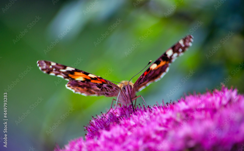 painted lady butterfly in the garden painted lady butterfly in the garden