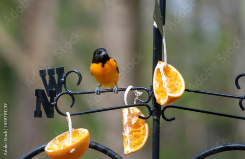 Oriel bird lands on a weathervane to get a sense of direction and eat some  oranges photo