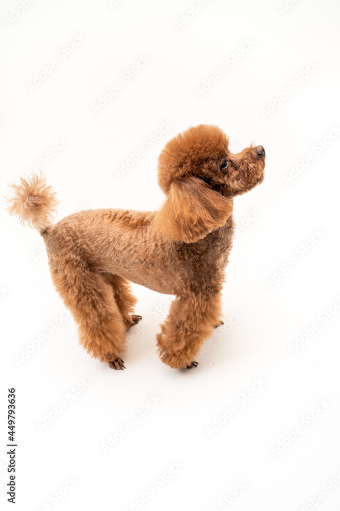 pet dog pet dog