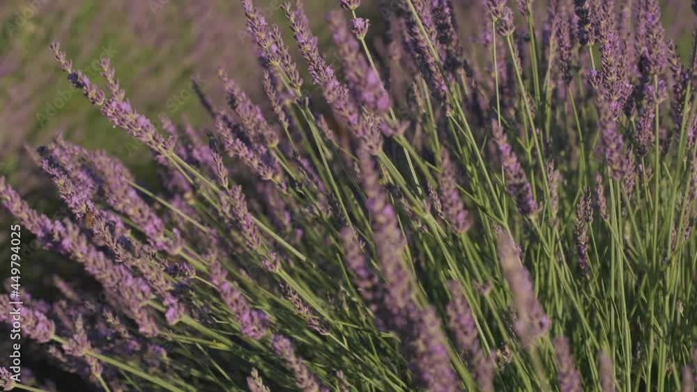 Close up on lavender field blooming purple flowers at summer Close up on lavender field blooming purple flowers at summer