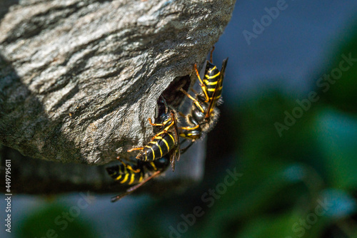wasps crawl into the hive