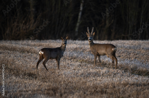 Fototapeta Naklejka Na Ścianę i Meble -   deer in the woods
