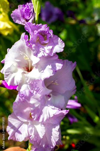 large varietal purple gladioli bloom in the garden in sunlight