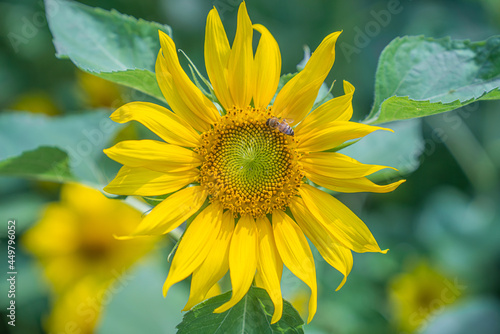 Sunflower close-up shot
