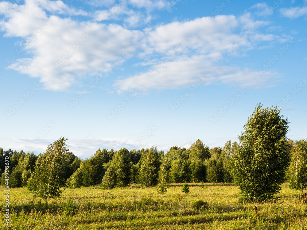Grass, forest and blue summer sky. Rural area