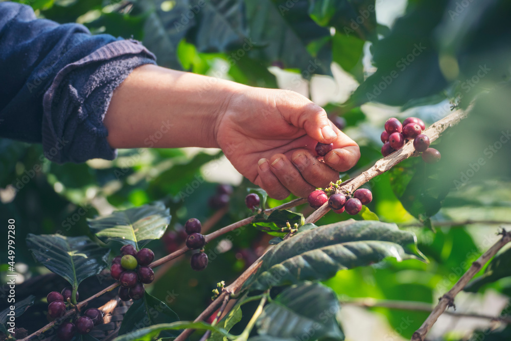Man Hands harvest coffee bean ripe Red berries plant fresh seed coffee tree growth in green eco organic farm. Close up hands harvest red ripe coffee seed robusta arabica berry harvesting coffee farm Man Hands harvest coffee bean ripe Red berries plant fresh seed coffee tree growth in green eco organic farm. Close up hands harvest red ripe coffee seed robusta arabica berry harvesting coffee farm