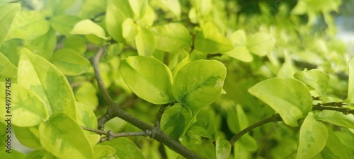 close up of green leaves background