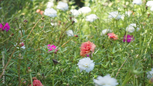 pink and white flower 