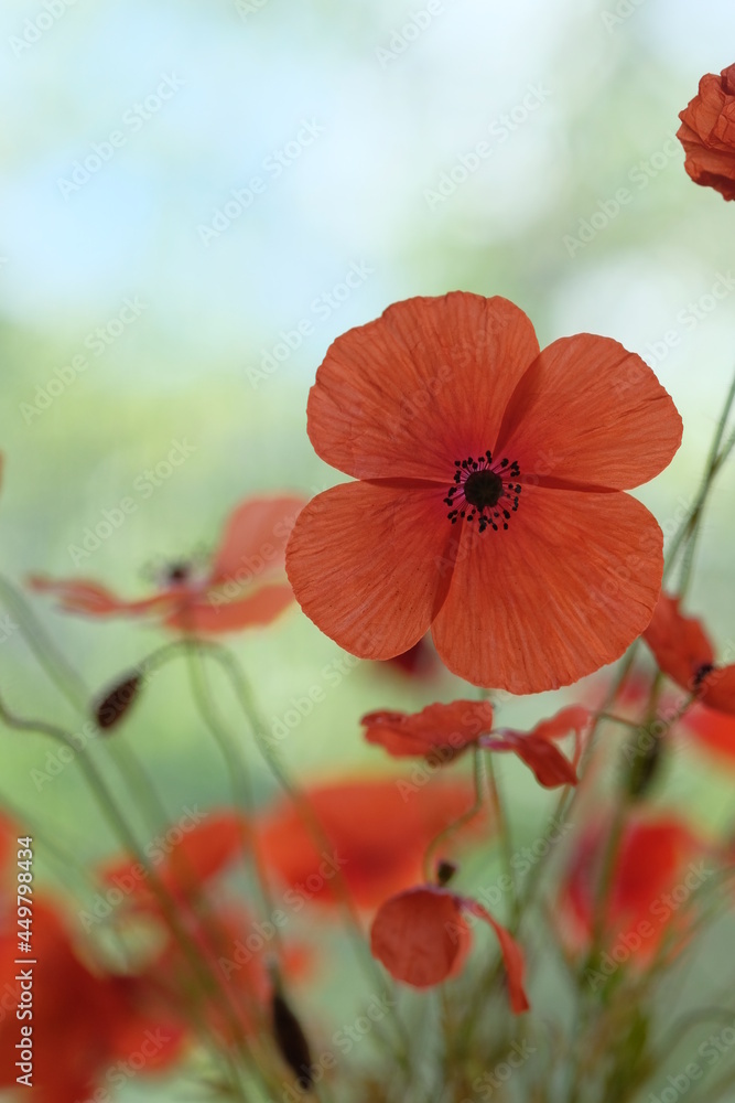 Fototapeta premium Four petals of a large red poppy