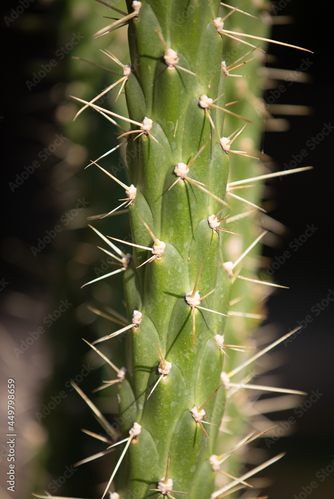 a close-up with the thorns of a cactus a close-up with the thorns of a cactus