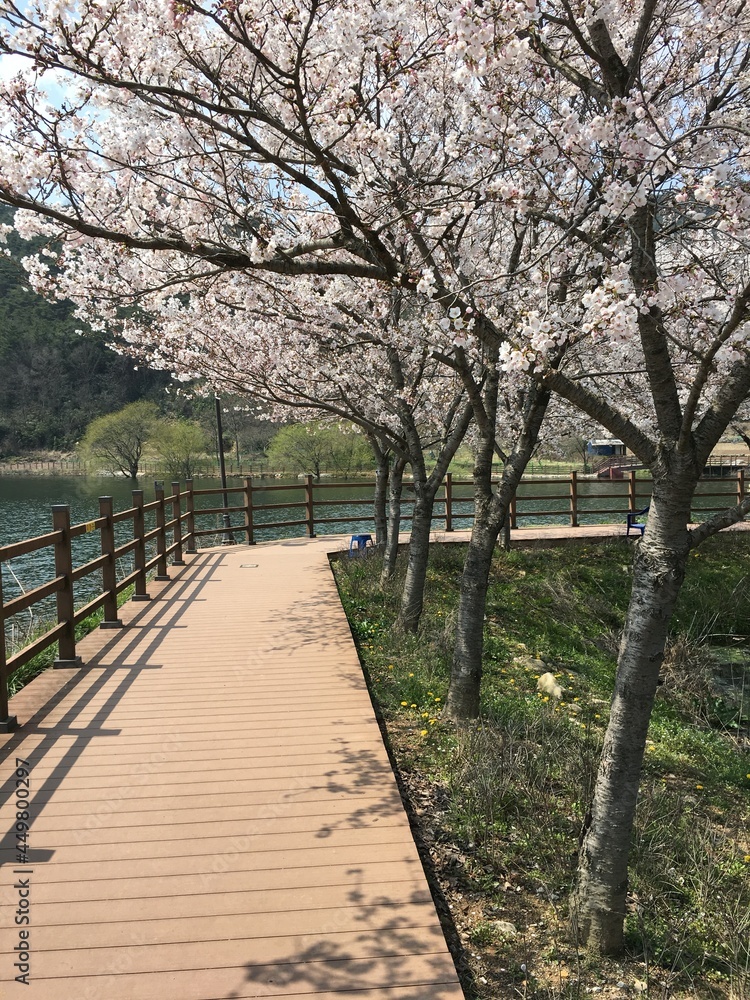 a cherry blossom lake
