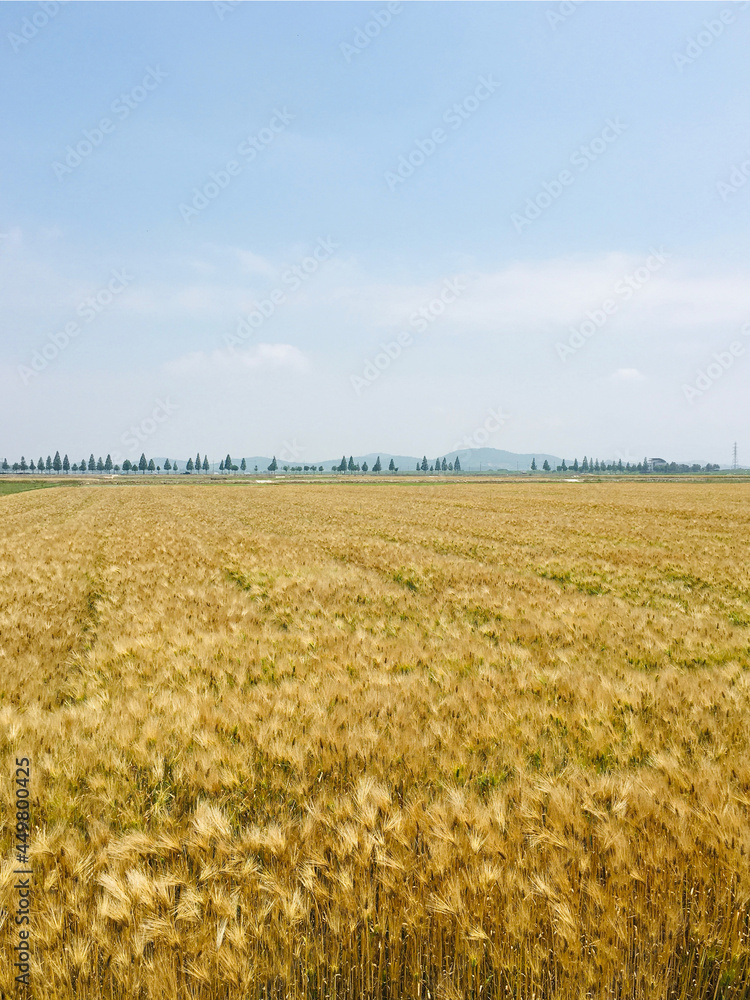 late spring barley harvest season
